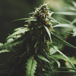 Sativas Sativas