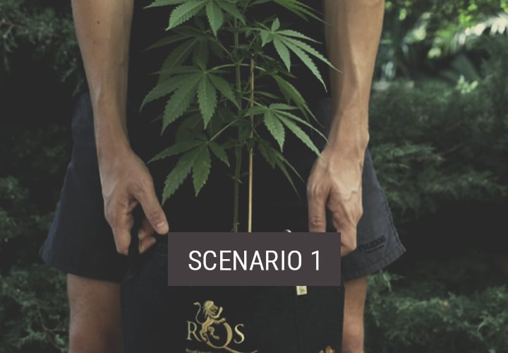 Scenario 1: Hoe Verplaats Je Wiet naar Buiten voor Verdere Groei? Scenario 1: Hoe Verplaats Je Wiet naar Buiten voor Verdere Groei?