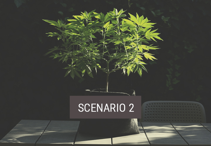 Scenario 2: Hoe Verplaats Je Wiet naar Buiten om Te Gaan Bloeien? Scenario 2: Hoe Verplaats Je Wiet naar Buiten om Te Gaan Bloeien?