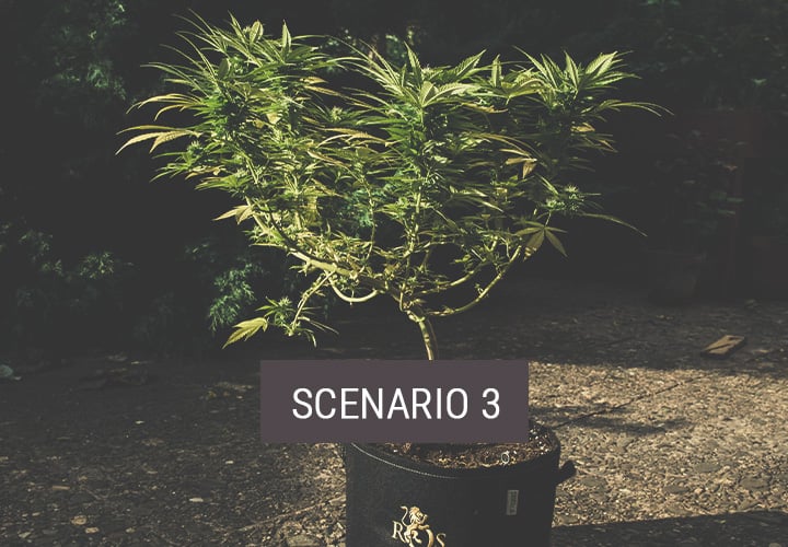 Scenario 3: Hoe Verplaats Je Wietplanten Tijdelijk naar Buiten?