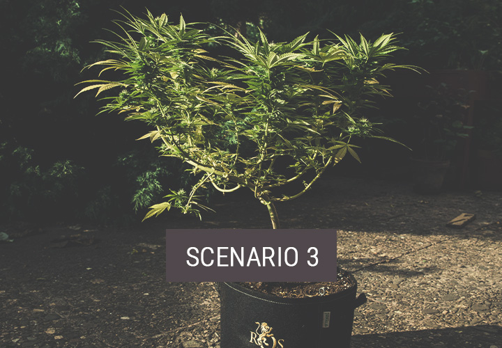 Scenario 3: Hoe Verplaats Je Wietplanten Tijdelijk naar Buiten? Scenario 3: Hoe Verplaats Je Wietplanten Tijdelijk naar Buiten?