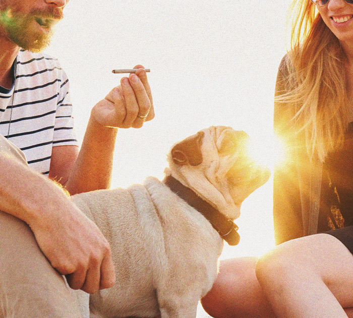 What to Do if Your Dog Gets High What to Do if Your Dog Gets High