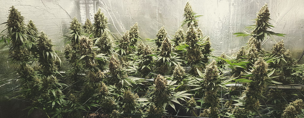 Shining Silver Haze Shining Silver Haze