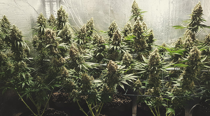 Shining Silver Haze Shining Silver Haze