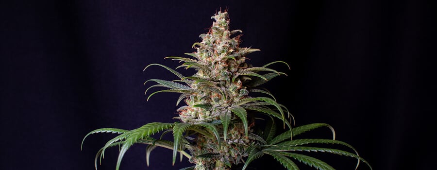 Shogun Cannabis Strain