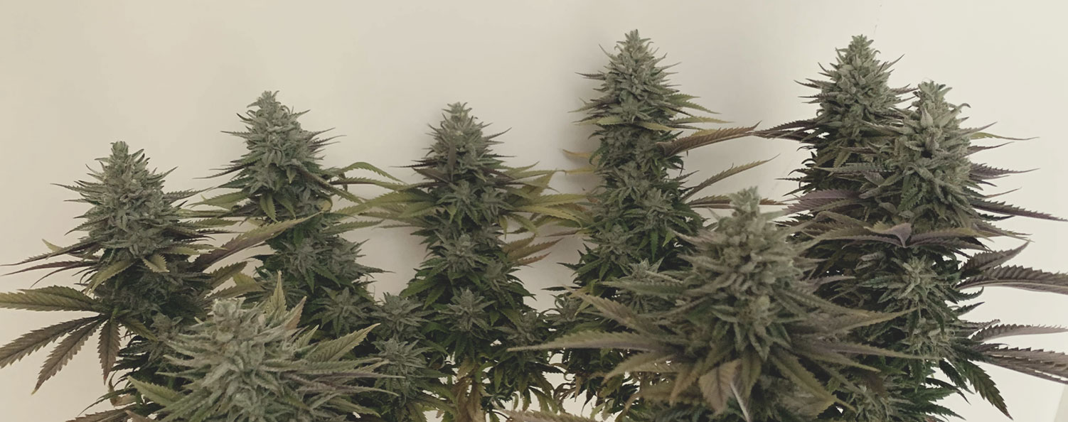 Top 10 High-Yielding Outdoor Cannabis Strains Top 10 High-Yielding Outdoor Cannabis Strains
