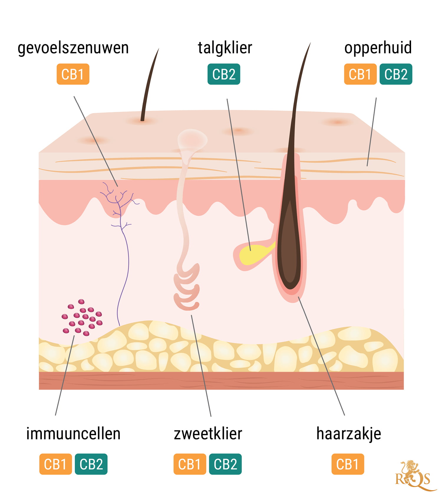 Het endocannabinoïdesysteem en de huid Het endocannabinoïdesysteem en de huid