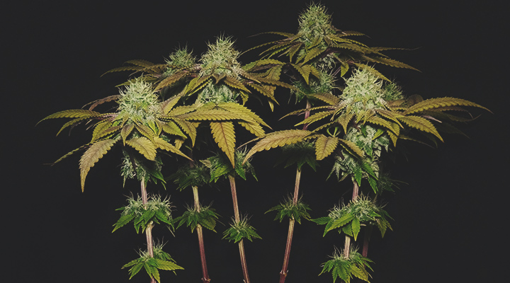 Skunk Skunk