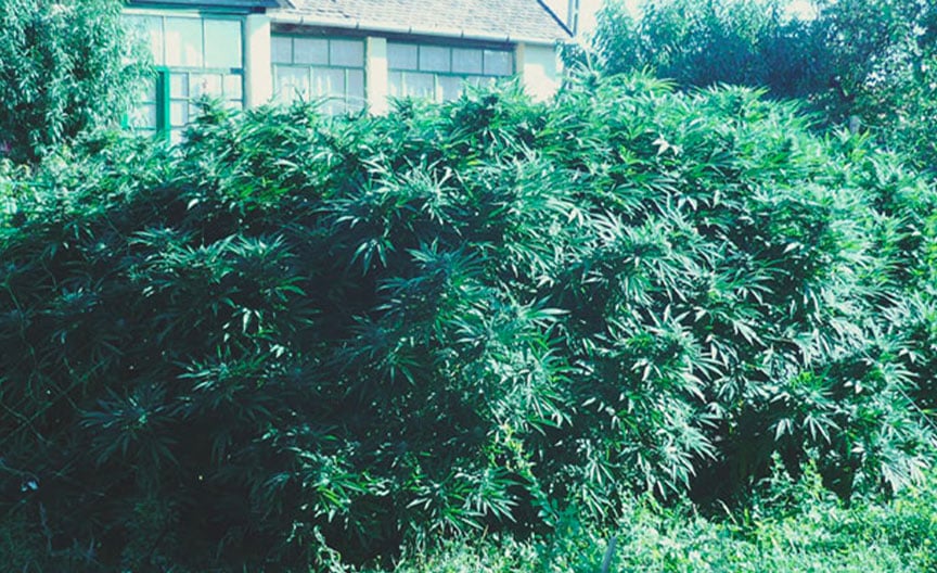 Top 10 High-Yielding Outdoor Cannabis Strains Top 10 High-Yielding Outdoor Cannabis Strains