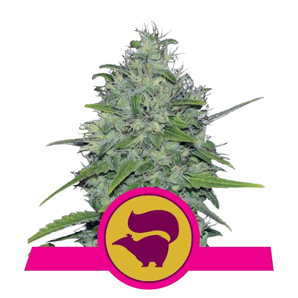 Skunk XL Royal Queen Seeds