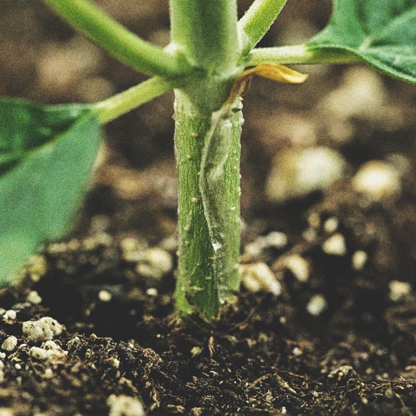 Wiet Kweken met Beperkte Middelen: Binnen en Buiten