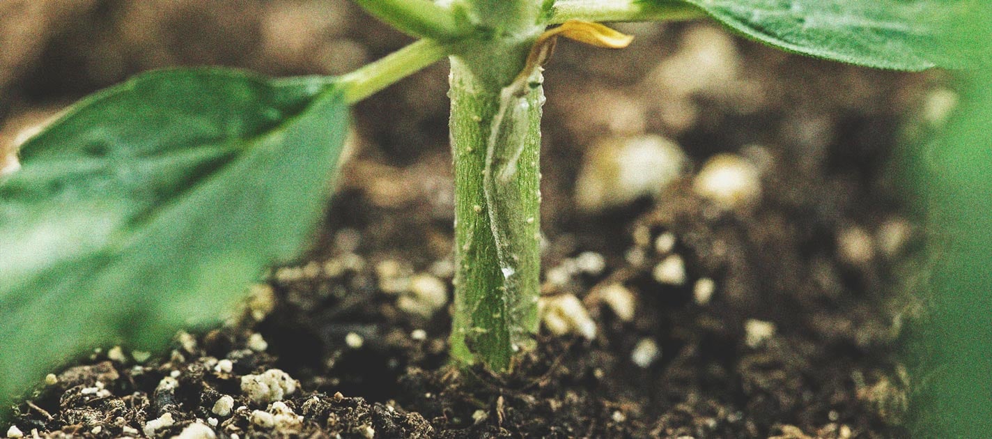 Wiet Kweken met Beperkte Middelen: Binnen en Buiten