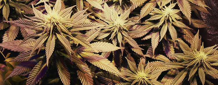 Sour Diesel Sour Diesel