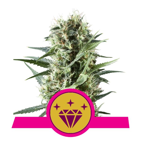 Special Kush 1 Feminized