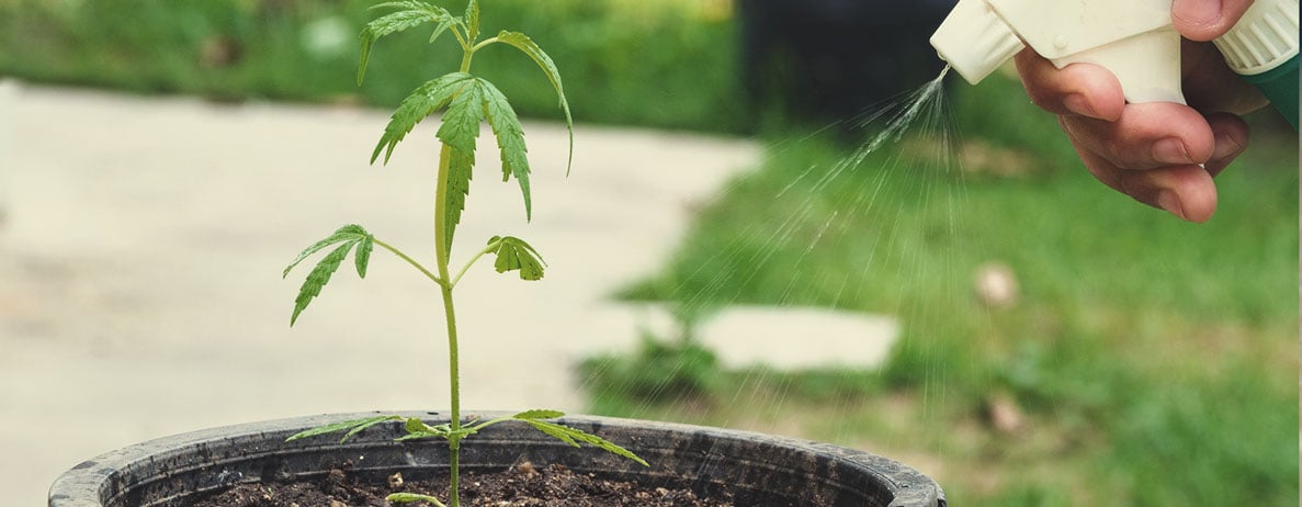 Waarom KNF in elke fase van de cannabis-levenscyclus gebruiken?