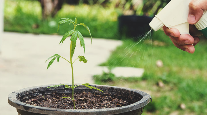 Waarom KNF in elke fase van de cannabis-levenscyclus gebruiken?