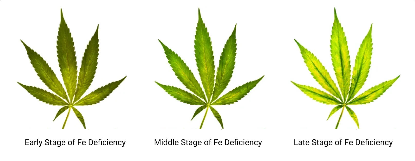 Stages of Iron Deficiency