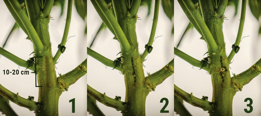 HOW TO SPLIT THE STEMS OF YOUR CANNABIS PLANT