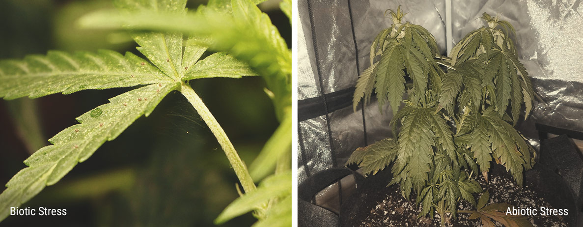Plantenstress stimuleert de cannabinoïden- en terpenenproductie Plantenstress stimuleert de cannabinoïden- en terpenenproductie