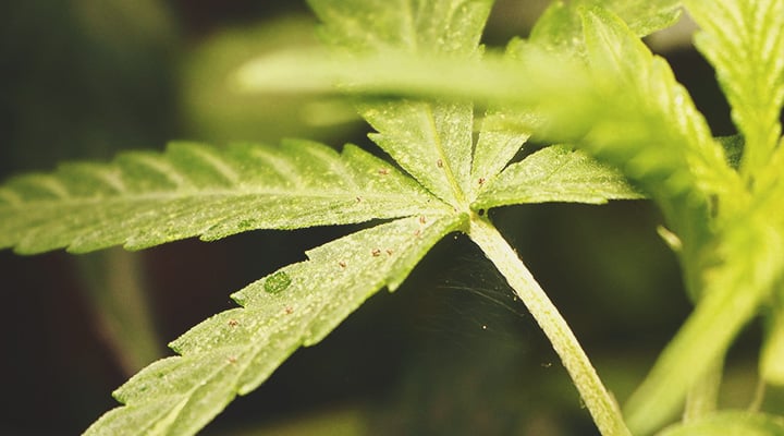 Plantenstress stimuleert de cannabinoïden- en terpenenproductie