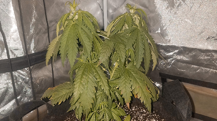 Plantenstress stimuleert de cannabinoïden- en terpenenproductie Plantenstress stimuleert de cannabinoïden- en terpenenproductie