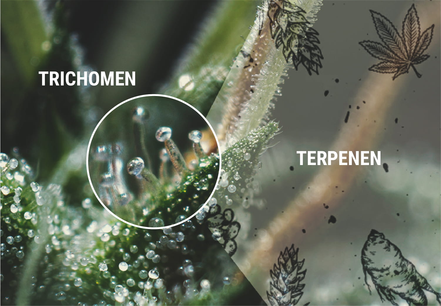 Terpenen en terpenoïden