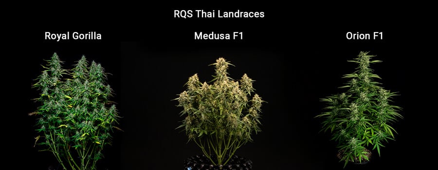 thai-landraces-rqs