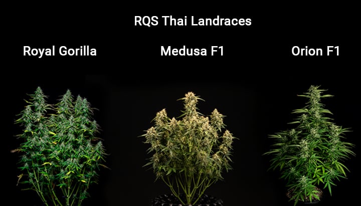 thai-landraces-rqs