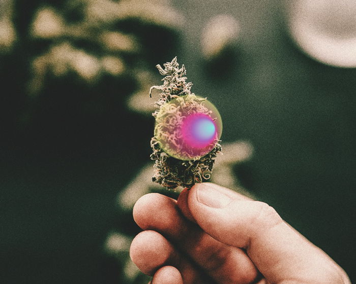 Cannabis Tolerance Breaks: The Ultimate Guide Cannabis Tolerance Breaks: The Ultimate Guide