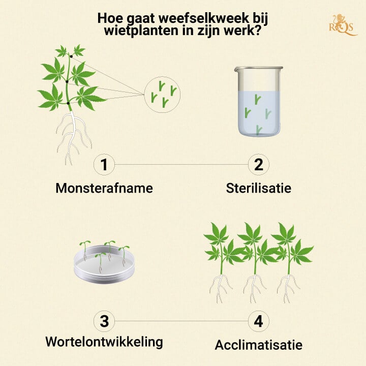 HOW CANNABIS TISSUE PROPAGATION WORKS