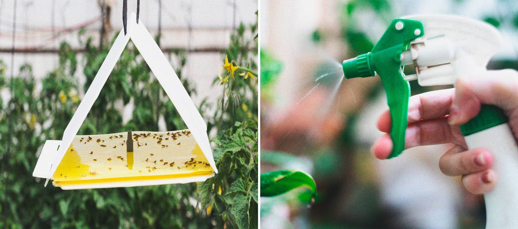 Hoe houd je krekels uit de buurt van je wietplanten? Hoe houd je krekels uit de buurt van je wietplanten?