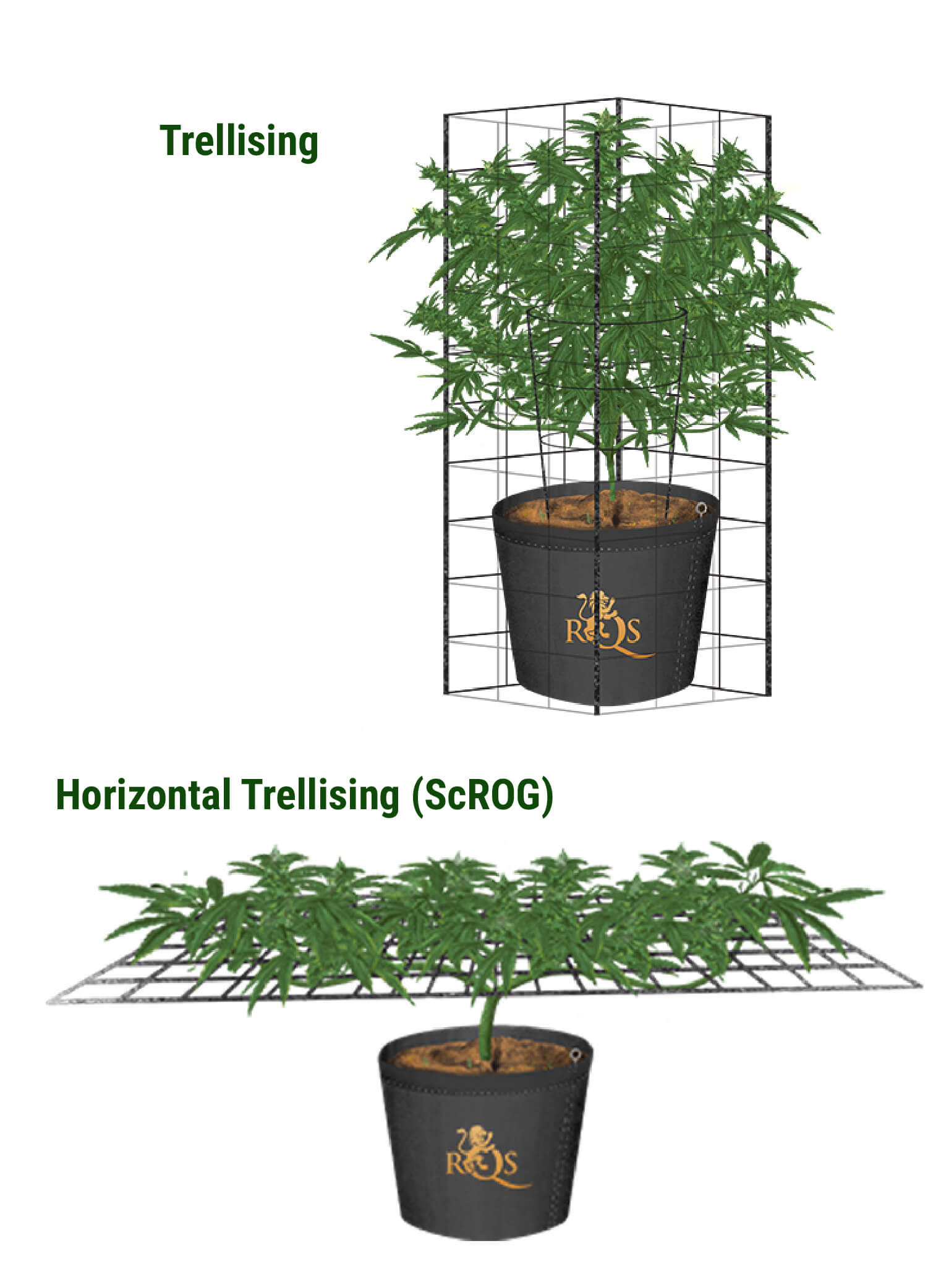 De horizontale trellis, oftewel de ScrOG methode