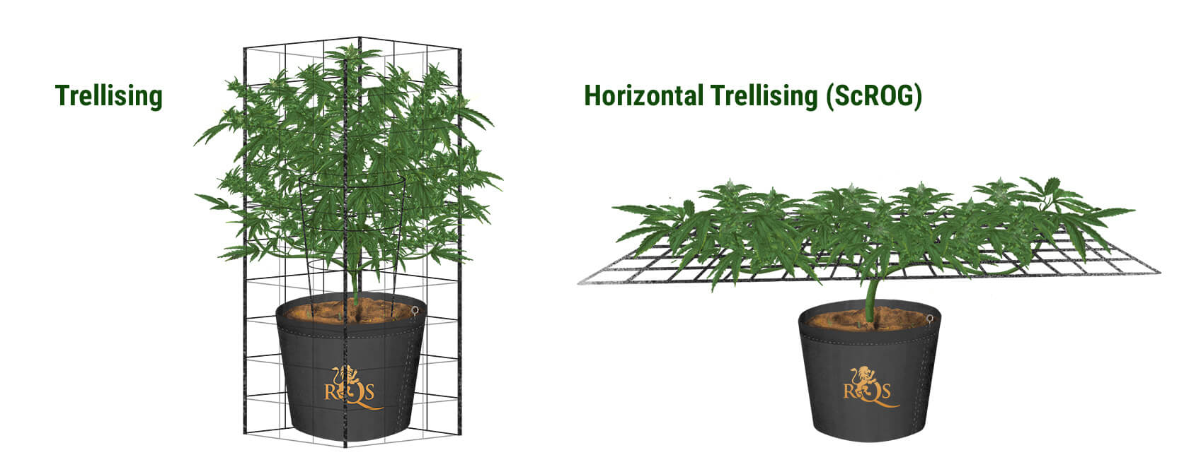 De horizontale trellis, oftewel de ScrOG methode