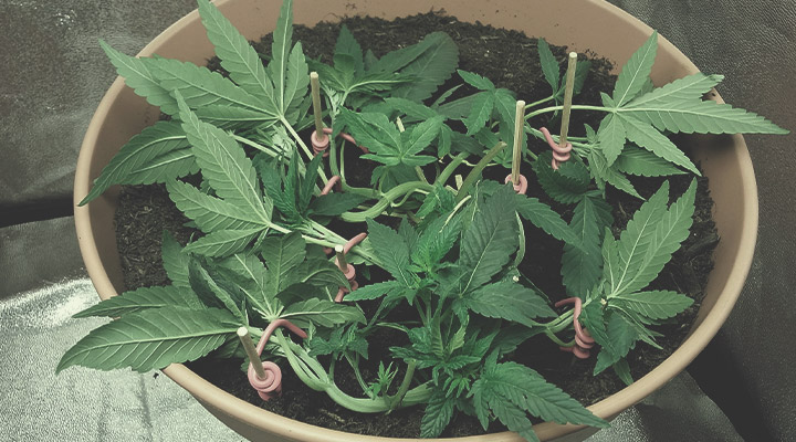 De Trellis De Trellis