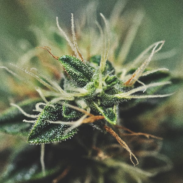 Trichomes Trichomes