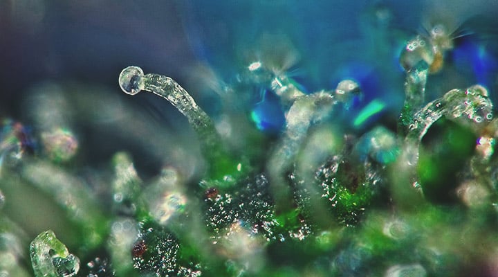 Hoe weet je of je autoflower oogstklaar is? Hoe weet je of je autoflower oogstklaar is?