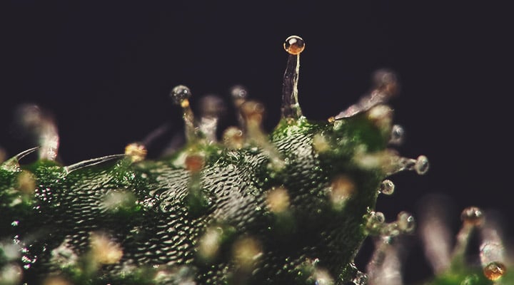 Hoe weet je of je autoflower oogstklaar is? Hoe weet je of je autoflower oogstklaar is?