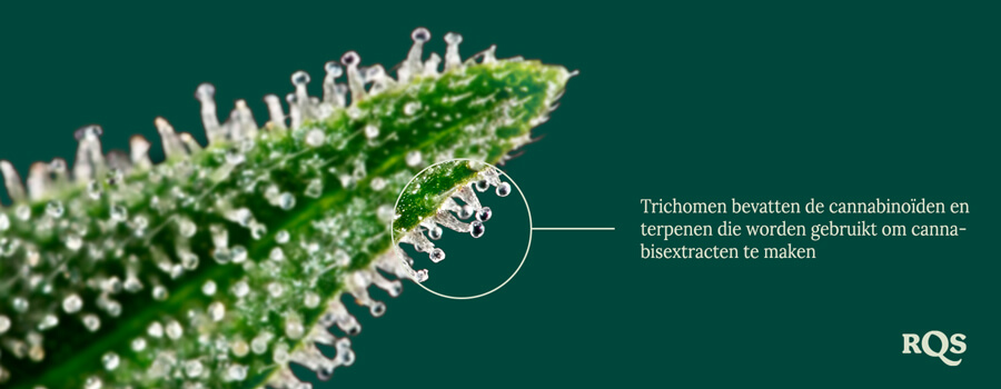 Trichomes