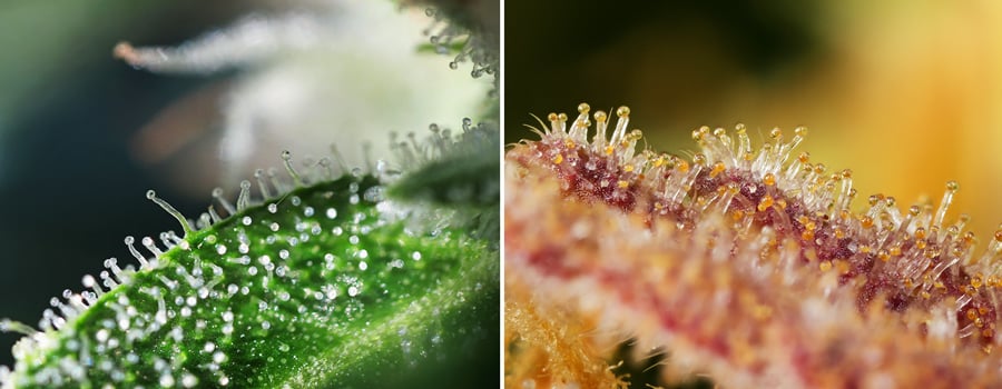 Trichomes - Credit: Magnetous