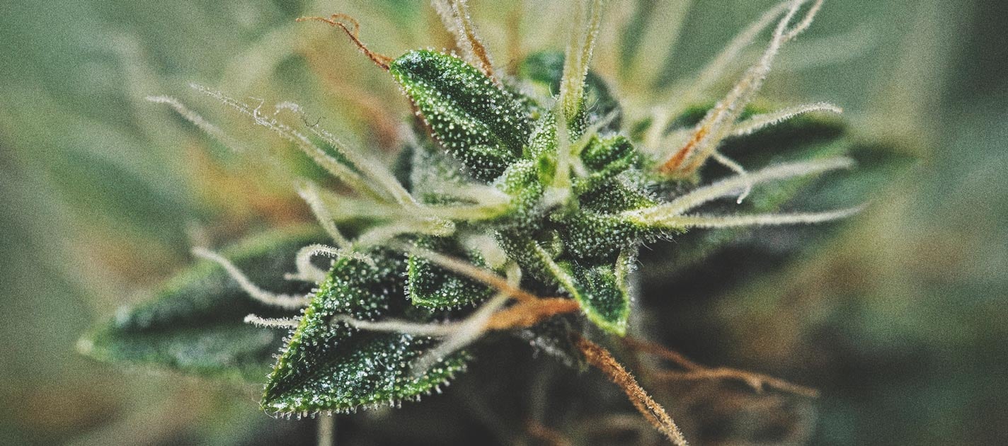 Trichomes Trichomes