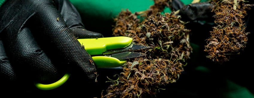 Trim SUgar Leaves Trim Sugar Leaves