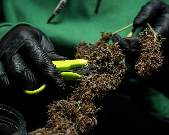 Trim Sugar Leaves Trim Sugar Leaves