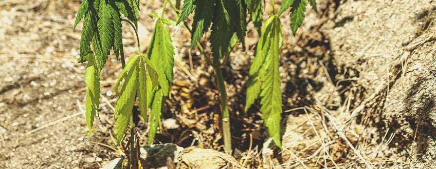 Hoe breng je een onderbewaterde plant weer tot leven?