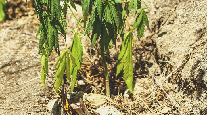 Hoe breng je een onderbewaterde plant weer tot leven?