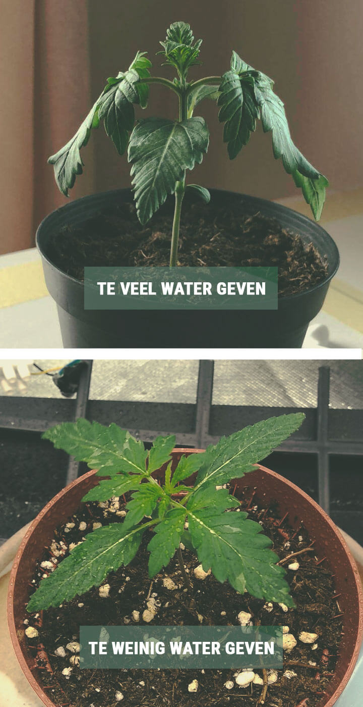 HOE JE ZAAILINGEN WATER GEEFT HOE JE ZAAILINGEN WATER GEEFT