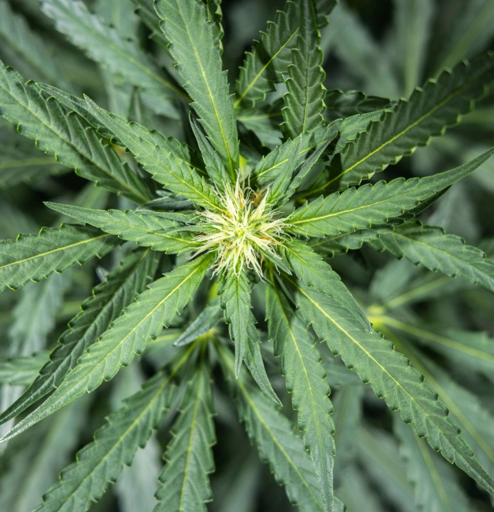 North Thunderfuck cannabisplant in week 5 van de vroege bloei, met verse witte stampers die zich op de bloeiplaatsen vormen en gezonde waaierbladeren onder ledlicht