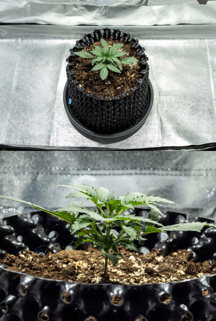 North Thunderfuck cannabiszaailing in week 1 met de eerste echte bladeren en gezonde vroege groei in aarde onder LED-licht
