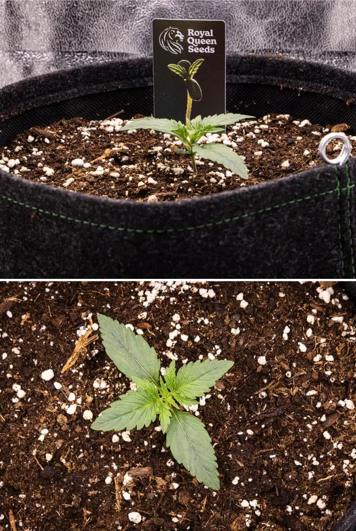 Gaia F1 cannabiszaailing in week 1 die in aarde groeit, met de eerste echte bladeren in ontwikkeling en een compacte vroege structuur onder binnenomstandigheden