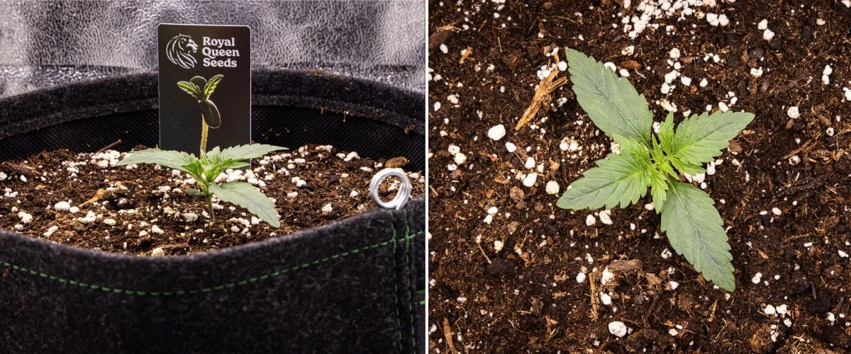 Gaia F1 cannabiszaailing in week 1 die in aarde groeit, met de eerste echte bladeren in ontwikkeling en een compacte vroege structuur onder binnenomstandigheden