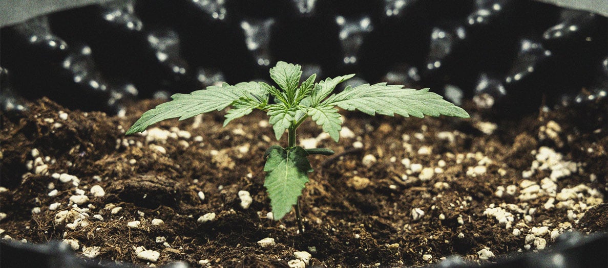 Cookies Gelato Automatic Grow Report Cookies Gelato Automatic Grow Report